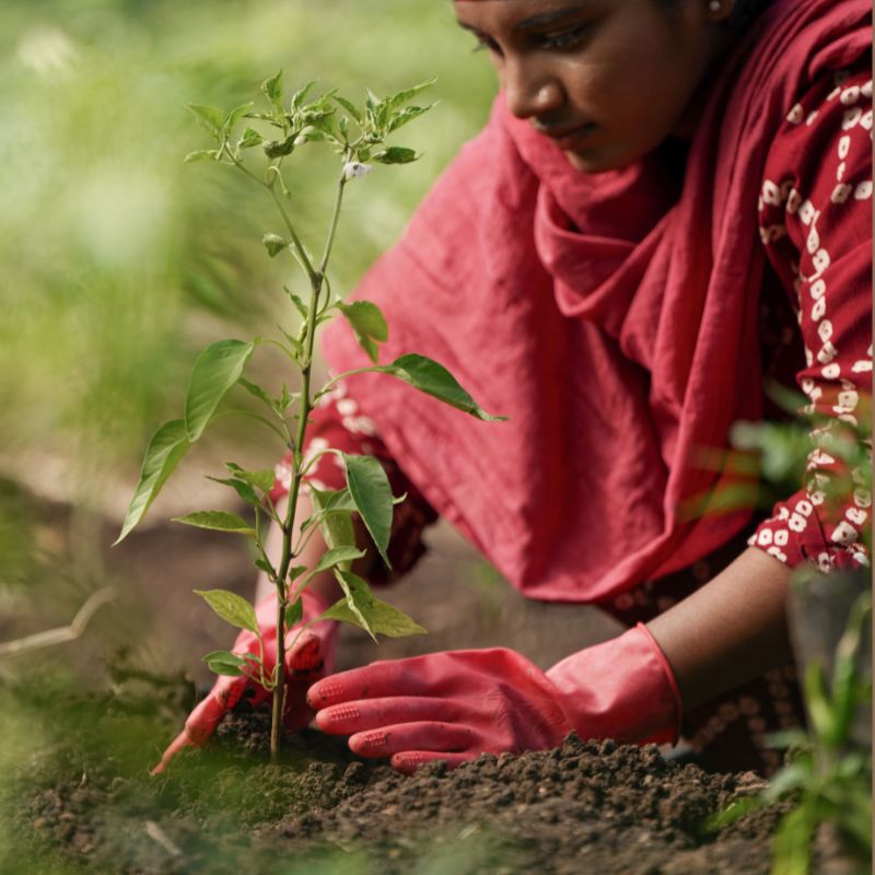 Tree Plantation
